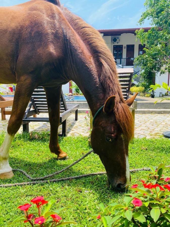 The Kingslayer Resort Negombo Esterno foto