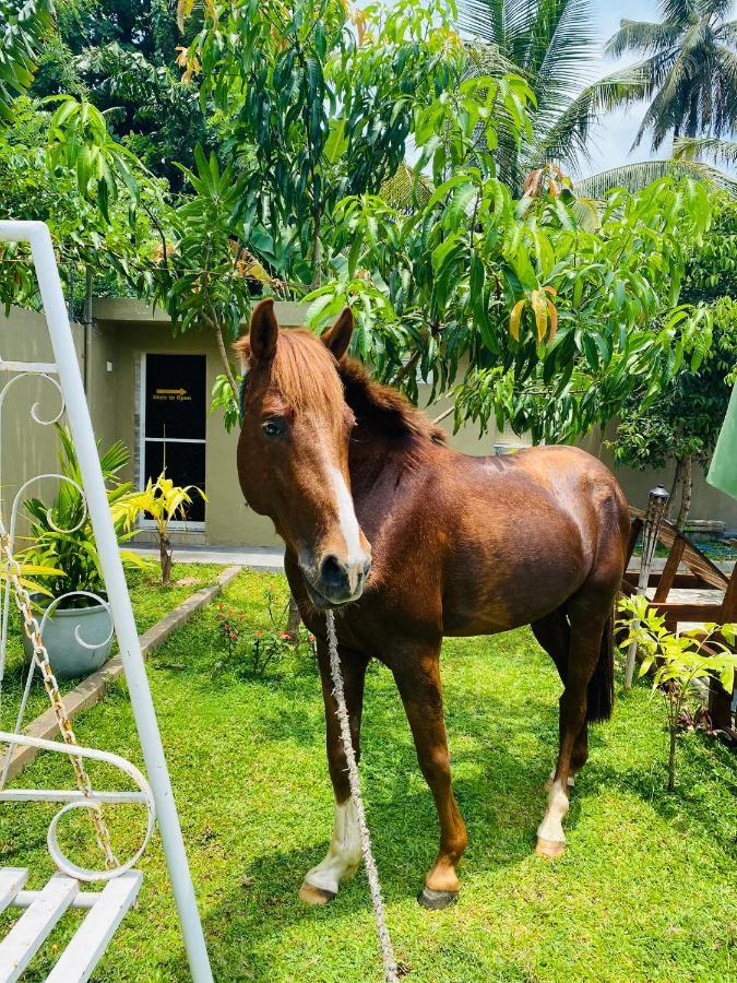 The Kingslayer Resort Negombo Esterno foto